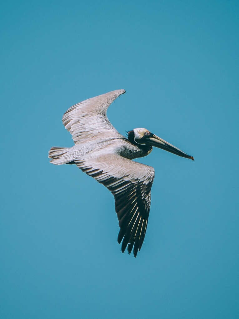 Voir les flamants au Sanctuaire de faune et de flore de Los Flamencos à la Guajira