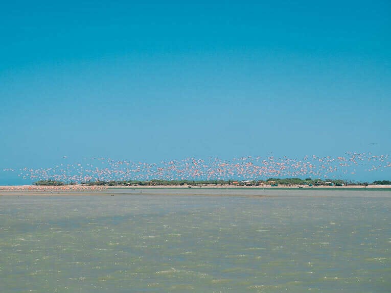 Voir les flamants roses au Sanctuaire de faune et de flore de Los Flamencos