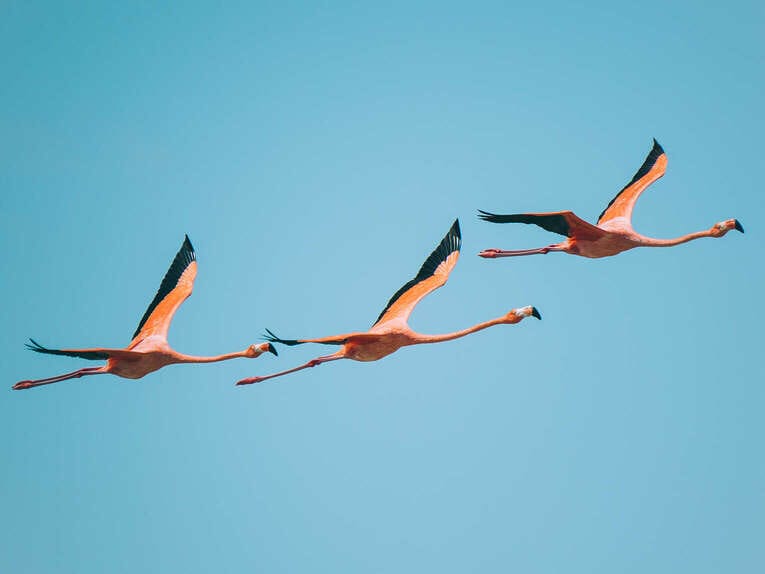 Voir les flamants roses au Sanctuaire de faune et de flore de Los Flamencos
