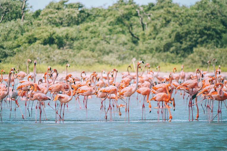 Voir les flamants roses au Sanctuaire de faune et de flore de Los Flamencos
