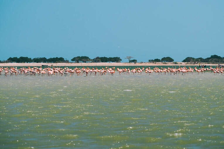Voir les flamants roses au Sanctuaire de faune et de flore de Los Flamencos