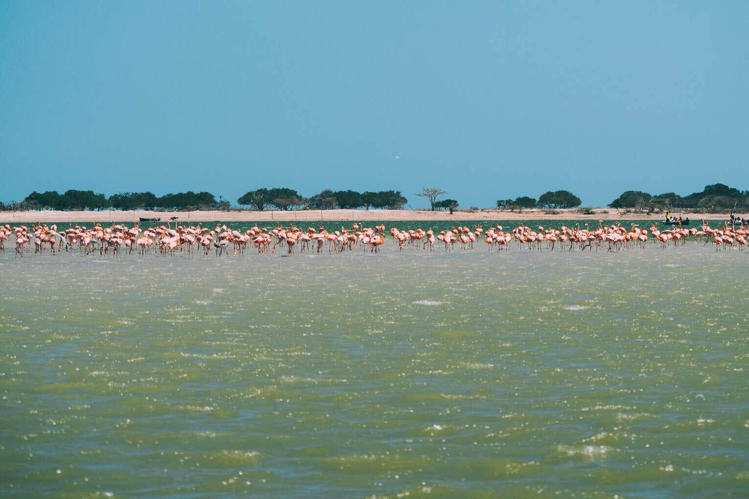 Voir Les Flamants Roses Au Sanctuaire De Faune Et De Flore 2026 Mon 