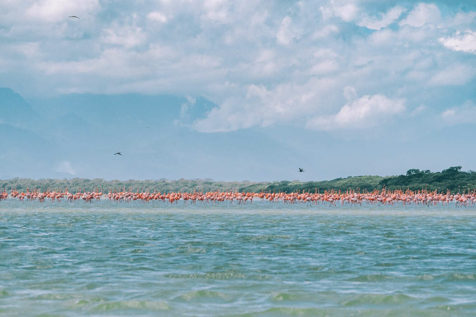 Voir les flamants roses au Sanctuaire de faune et de flore de Los Flamencos