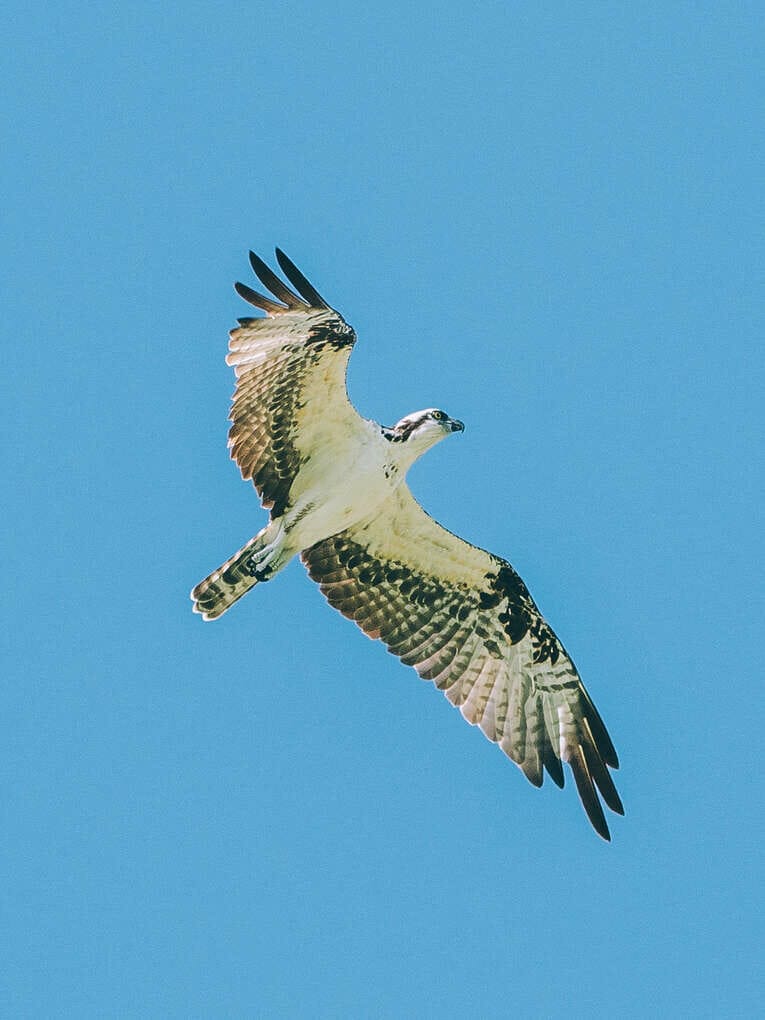 Voir les flamants au Sanctuaire de faune et de flore de Los Flamencos à la Guajira