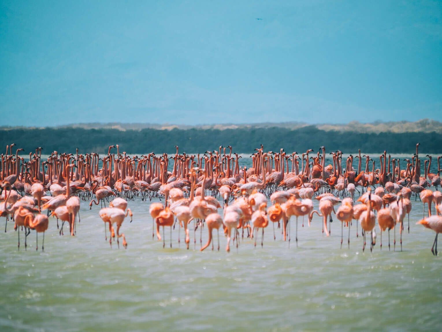 Voir les flamants roses au Sanctuaire de faune et de flore de Los Flamencos