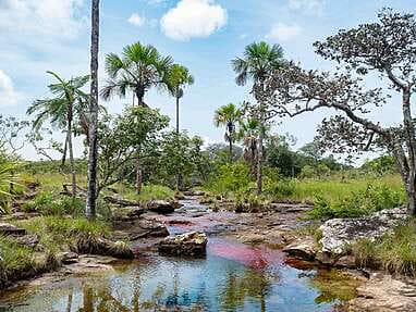 Caño Sabana Guaviare, la rivière colorée Trankilandia (le petit caño cristales)