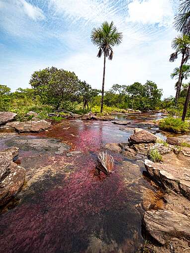 Caño Sabana Guaviare, la rivière colorée Trankilandia (le petit caño cristales)