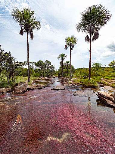 Caño Sabana Guaviare, la rivière colorée Trankilandia (le petit caño cristales)