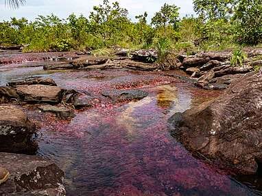 Caño Sabana Guaviare, la rivière colorée Trankilandia (le petit caño cristales)