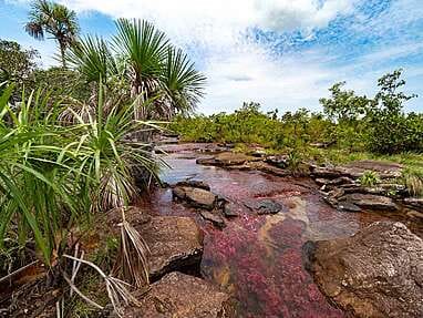 Caño Sabana Guaviare, la rivière colorée Trankilandia (le petit caño cristales)