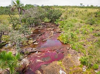 Caño Sabana Guaviare, la rivière colorée Trankilandia (le petit caño cristales)