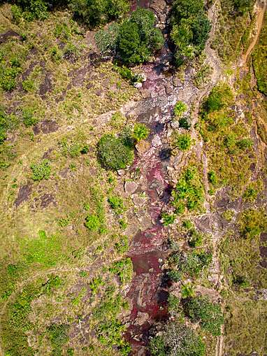 Caño Sabana Guaviare, la rivière colorée Trankilandia (le petit caño cristales)