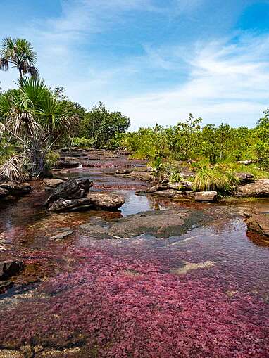 Caño Sabana Guaviare, la rivière colorée Trankilandia (le petit caño cristales)