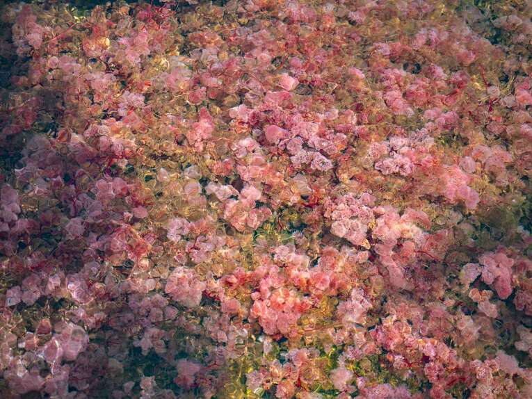 Caño Sabana Guaviare, la rivière colorée Trankilandia (le petit caño cristales)