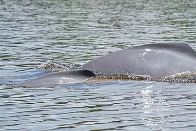 Tourisme et Paix en Colombie : les dauphins roses à la Laguna Damas de Nare dans le Guaviare