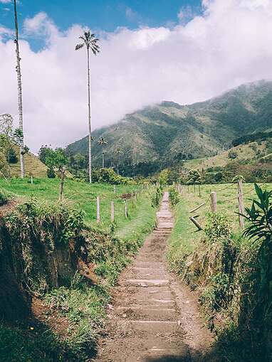 Vallée de Cocora : un trek incontournable