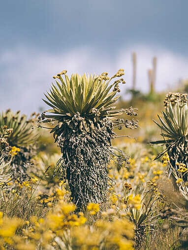 Trek au Paramo de Sumapaz, une belle randonée autour de Bogota