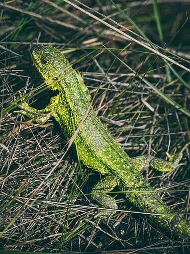 Trek au Paramo de Sumapaz, une belle randonée autour de Bogota