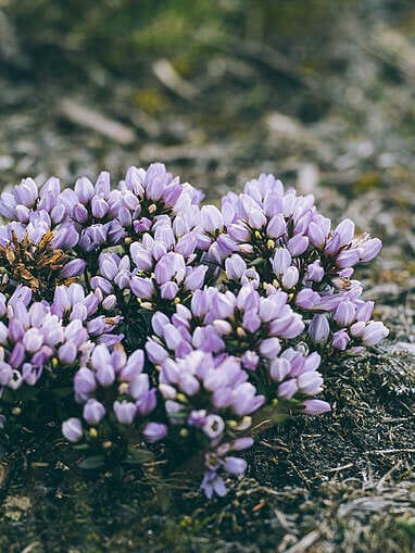 Trek au Paramo de Sumapaz, une belle randonée autour de Bogota