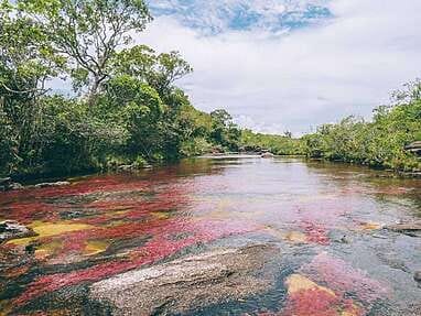 Guide pour visiter Caño Cristales, la plus belles rivière du monde