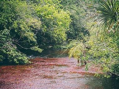 Que faire à la Macarena, Caño Cristales dans le Meta