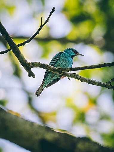 Que faire à la Macarena, Caño Cristales dans le Meta