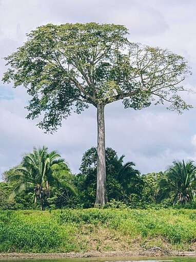 Cerros de Mavecure, le plus beau paysage de Colombie ?
