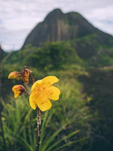 Cerros de Mavecure, le plus beau paysage de Colombie ?