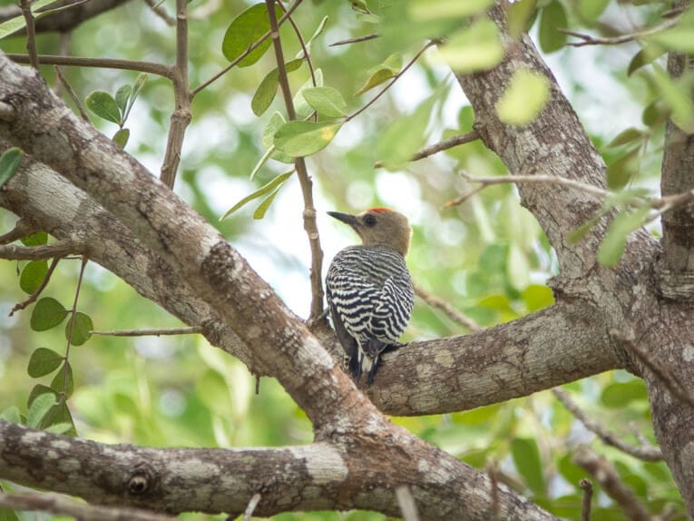 Le Parc Naturel de La Macuira dans le désert de la Guajira