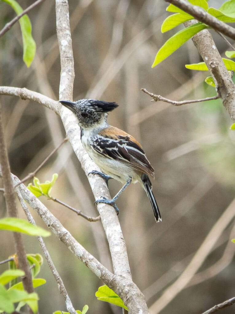 Le Parc Naturel de La Macuira dans le désert de la Guajira