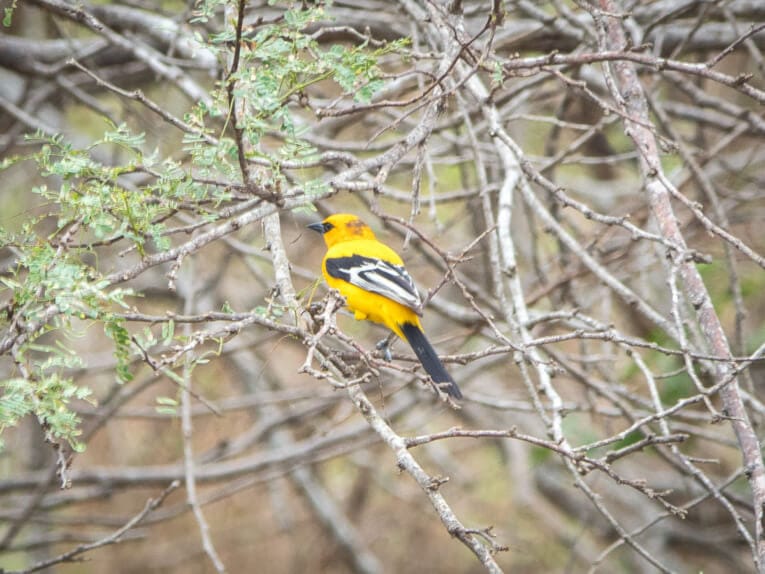 Le Parc Naturel de La Macuira dans le désert de la Guajira