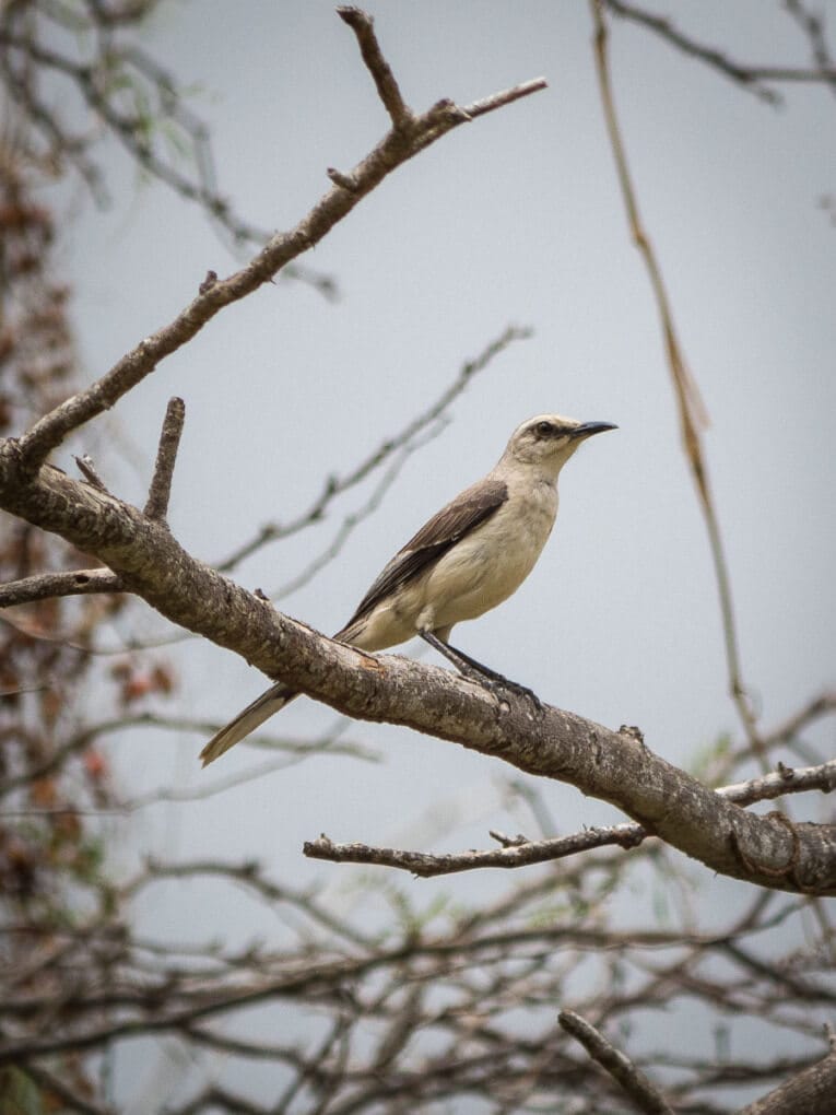 Le Parc Naturel de La Macuira dans le désert de la Guajira