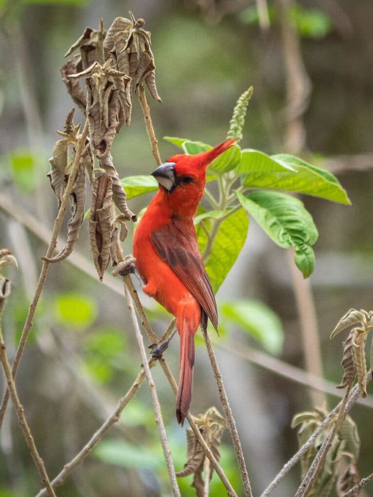 Le Parc Naturel de La Macuira dans le désert de la Guajira