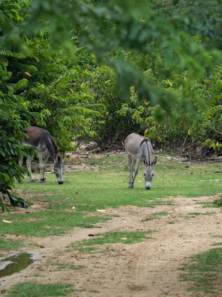 Le Parc Naturel de La Macuira dans le désert de la Guajira