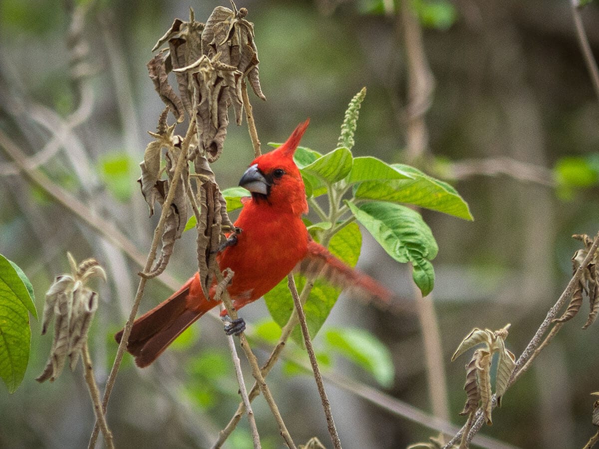 Le Parc Naturel de La Macuira dans le désert de la Guajira