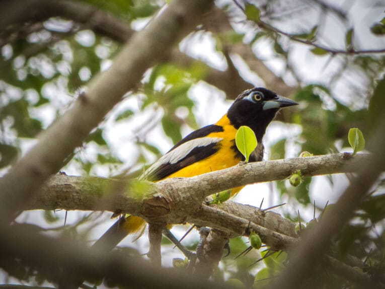 Le Parc Naturel de La Macuira dans le désert de la Guajira