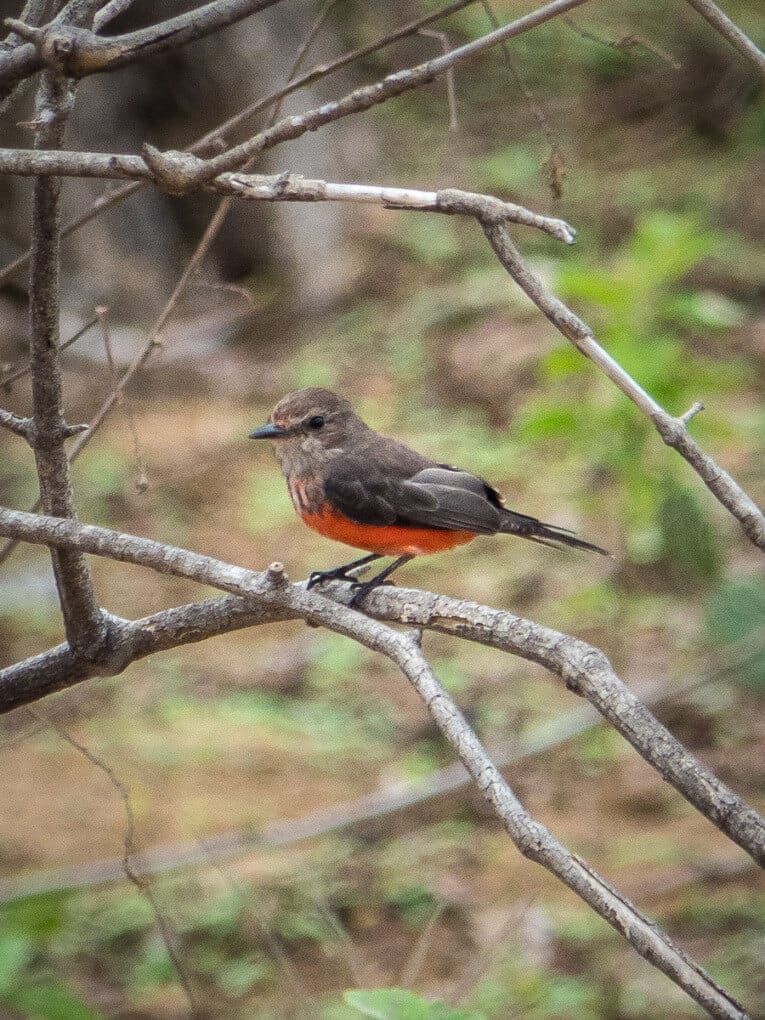 Le Parc Naturel de La Macuira dans le désert de la Guajira