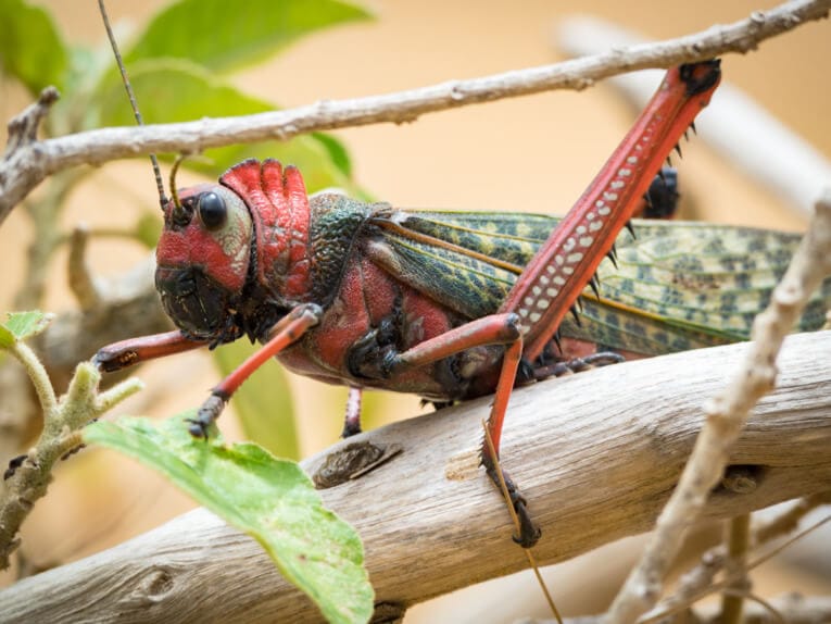 Le Parc Naturel de La Macuira dans le désert de la Guajira