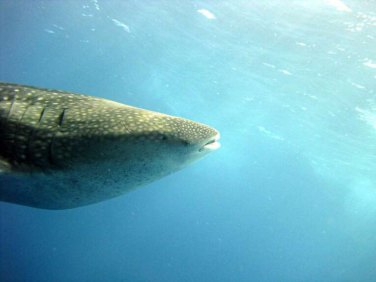 Contact centre de plongée à Isla Gorgona en Colombie
