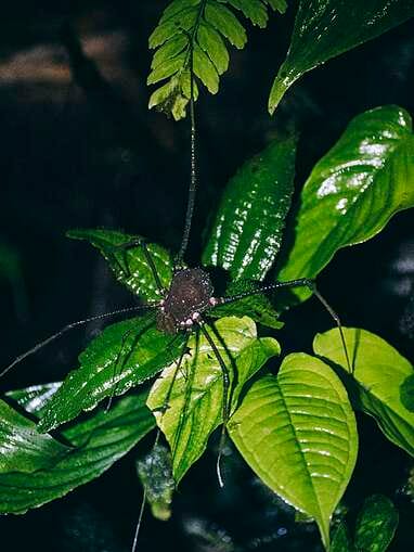 Visiter Rio Ñambi près de Pasto, plus belle réserve naturelle de Colombie