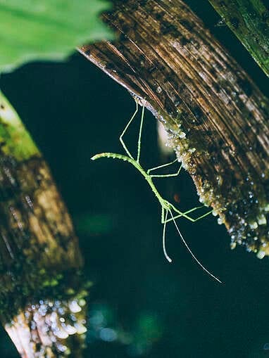 Visiter Rio Ñambi près de Pasto, plus belle réserve naturelle de Colombie