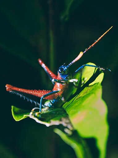 Visiter Rio Ñambi près de Pasto, plus belle réserve naturelle de Colombie