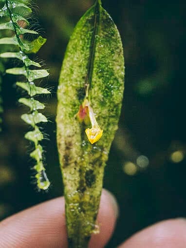 Visiter Rio Ñambi près de Pasto, plus belle réserve naturelle de Colombie