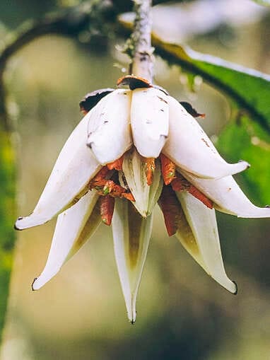 Visiter Rio Ñambi près de Pasto, plus belle réserve naturelle de Colombie