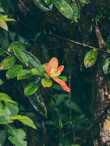 Visiter Rio Ñambi près de Pasto, plus belle réserve naturelle de Colombie