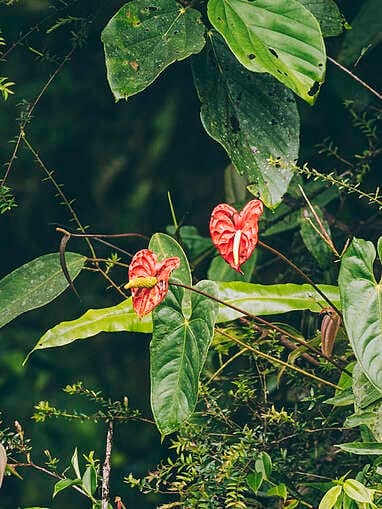 Visiter Rio Ñambi près de Pasto, plus belle réserve naturelle de Colombie