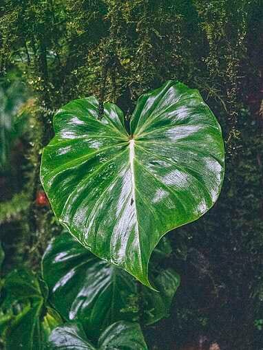 Visiter Rio Ñambi près de Pasto, plus belle réserve naturelle de Colombie