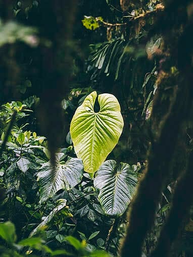 Visiter Rio Ñambi près de Pasto, plus belle réserve naturelle de Colombie