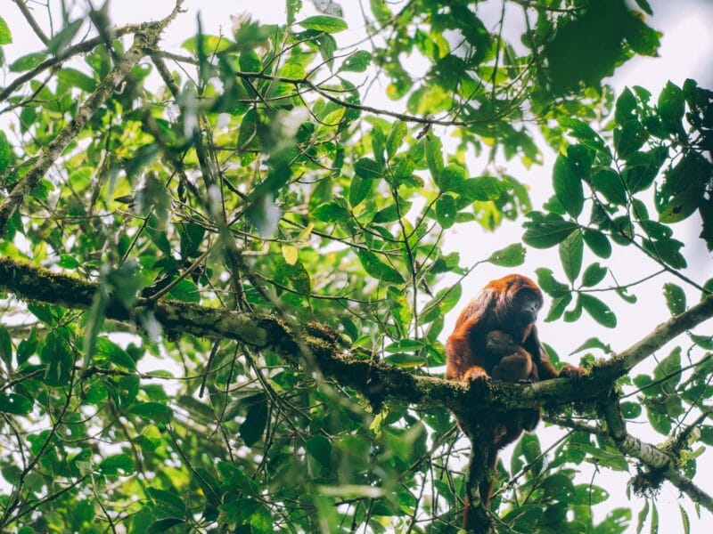 Agence pour activités natures dans la région du café
