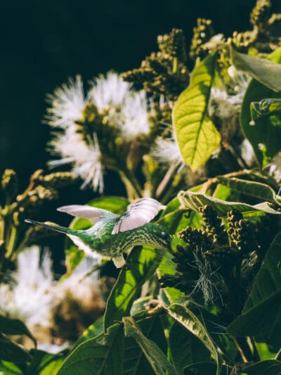 Réserve naturelle Rogitama, activité à faire près de Villa de Leyva